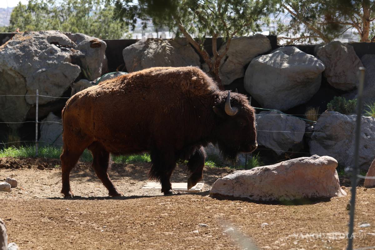 $!La colaboración con el Rancho El Uno en Janos, Chihuahua, es clave para el éxito de este proyecto de conservación.