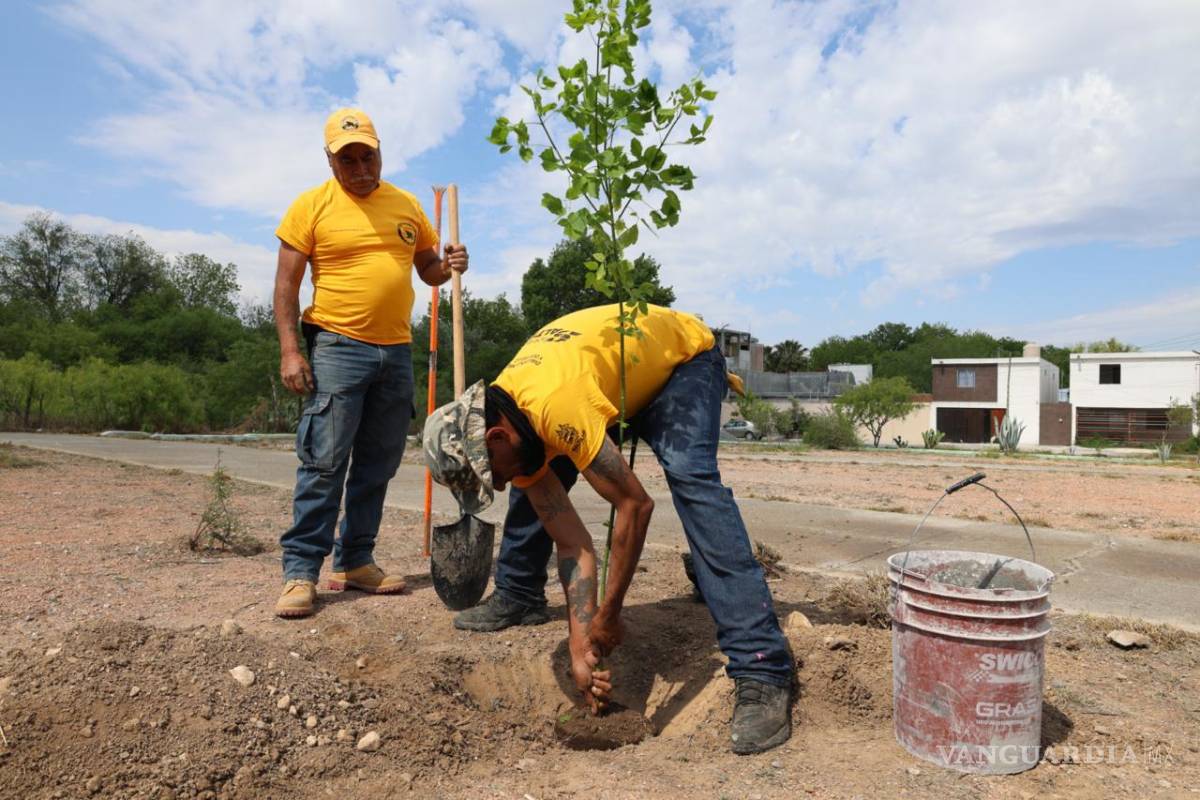 $!Personal municipal realizó plantación de arbolado en áreas verdes para reforzar el entorno urbano.