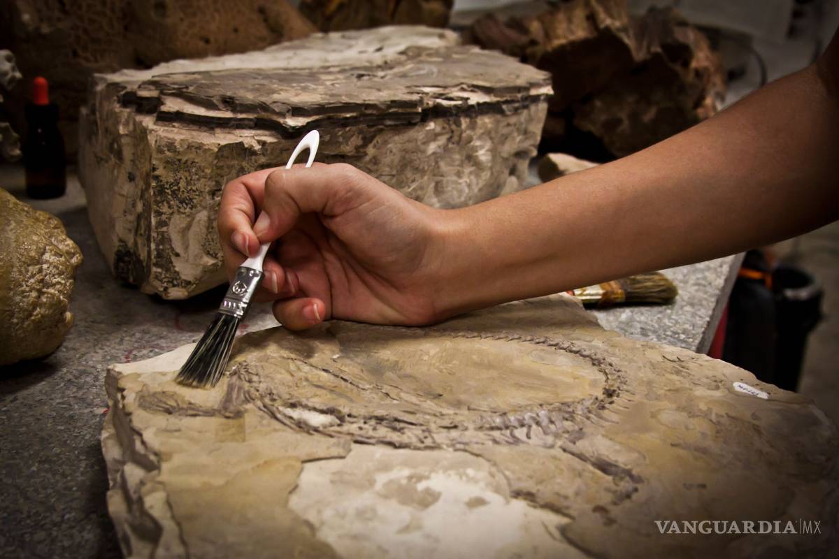 Inicia INAH rescate de restos óseos de mamut en Edomex