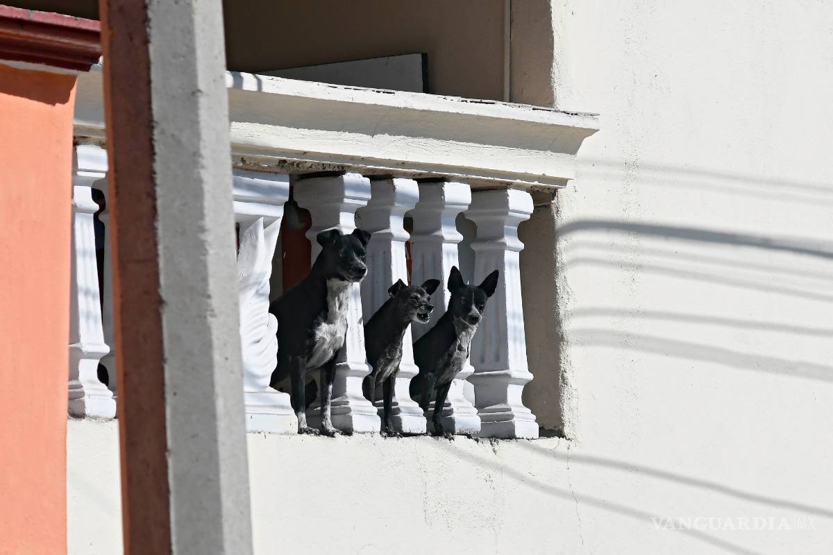 Azotea, cárcel de perros en hogares saltillenses