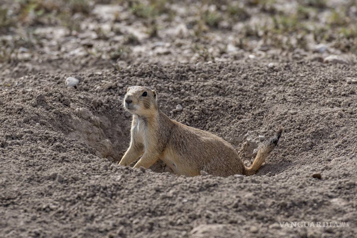 $!Uno de los intereses principales de las Áreas Destinadas Voluntariamente a la Conservación es el de cuidar de los animales del lugar.