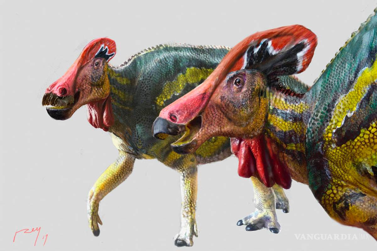 Tlatolophus galorum: Descubren en Coahuila una nueva especie de dinosaurio