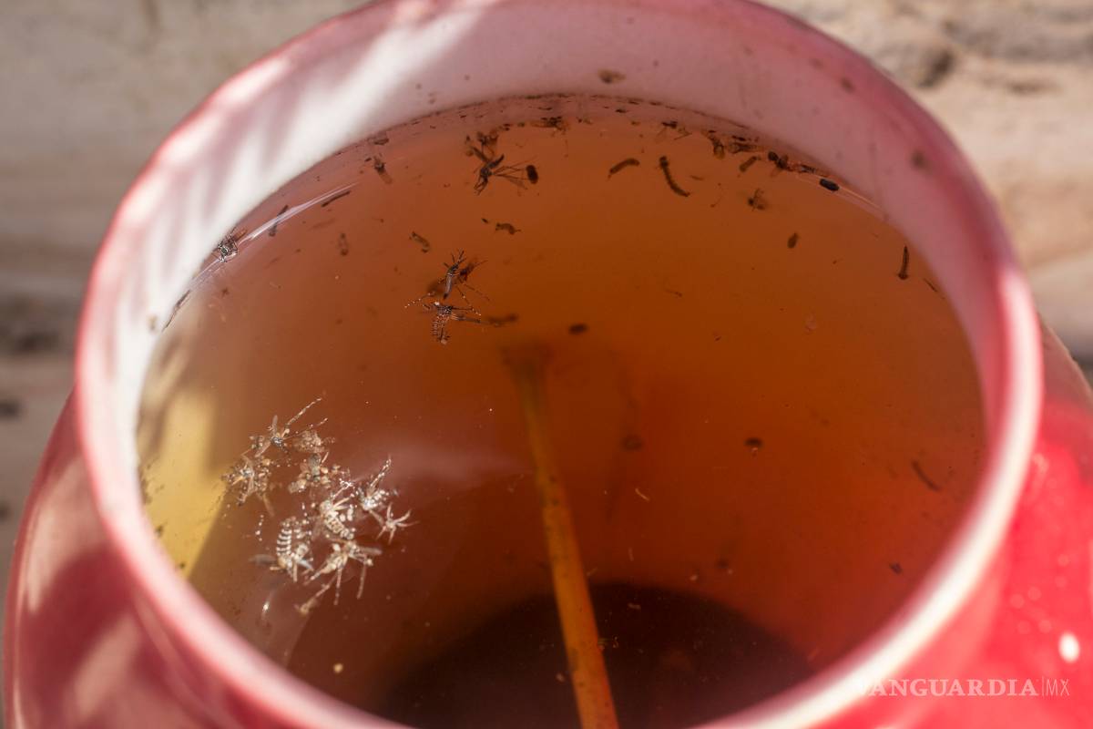 $!El virus Zika se expande por América muy deprisa y México aún no ha dado la alerta