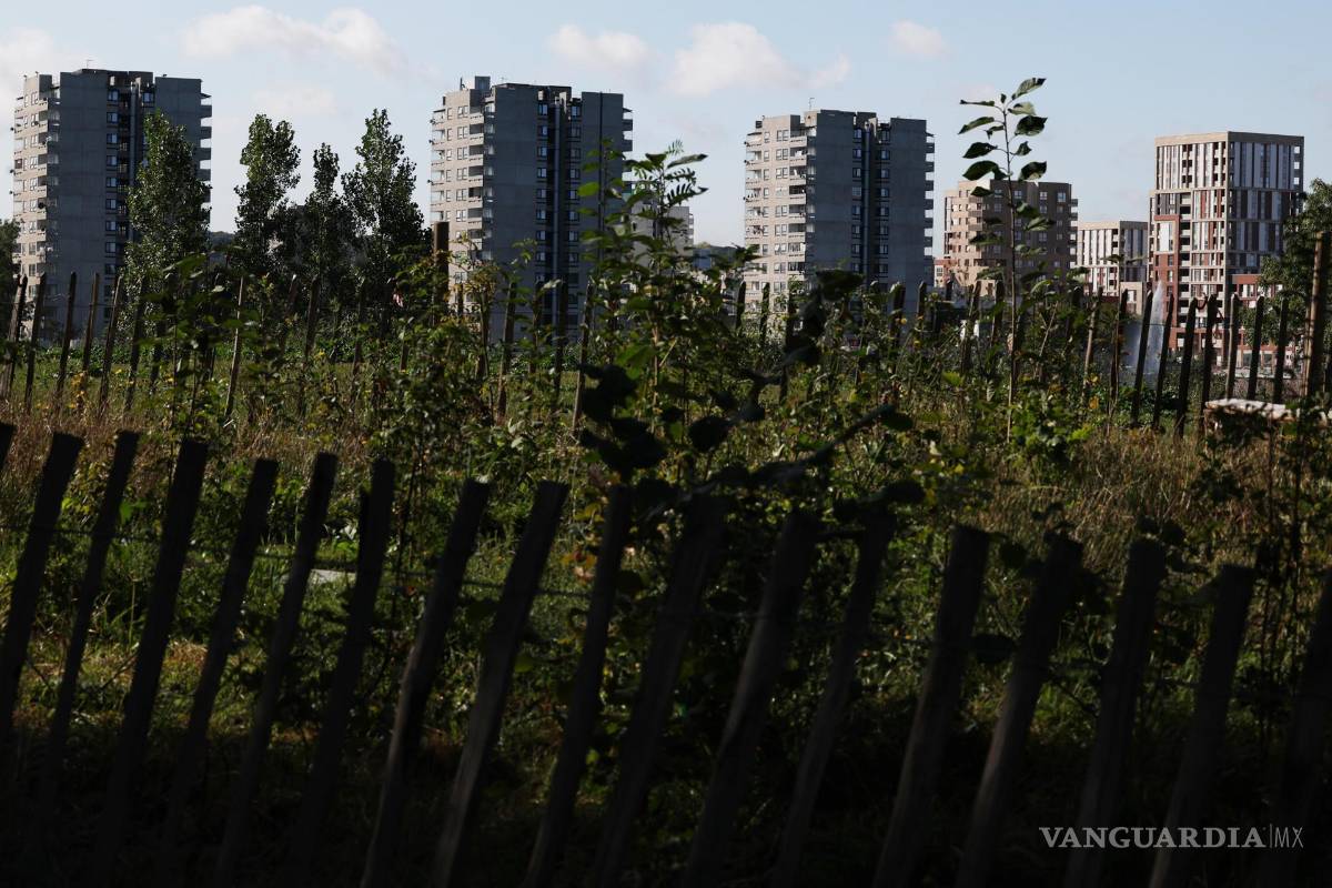 ‘Tiny Forests’, bosques urbanos que buscan ser una solución verde para oxigenar las grandes ciudades