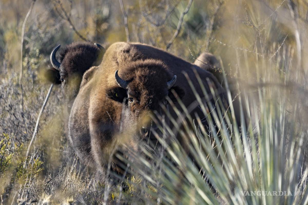 $!La manada reintroducida en El Santuario representa mucho más que conservación: es equilibrio, agua y futuro.
