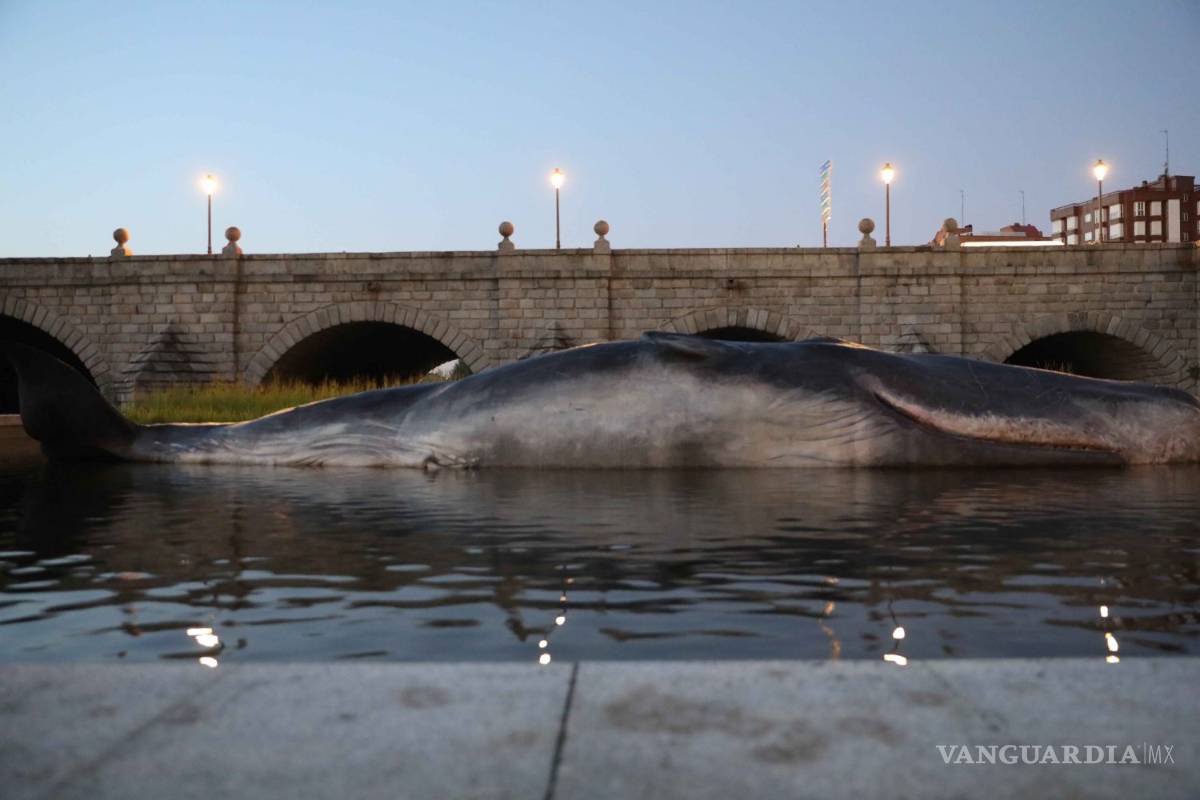 $!Madrid amanece con un "cachalote" varado en el río Manzanares