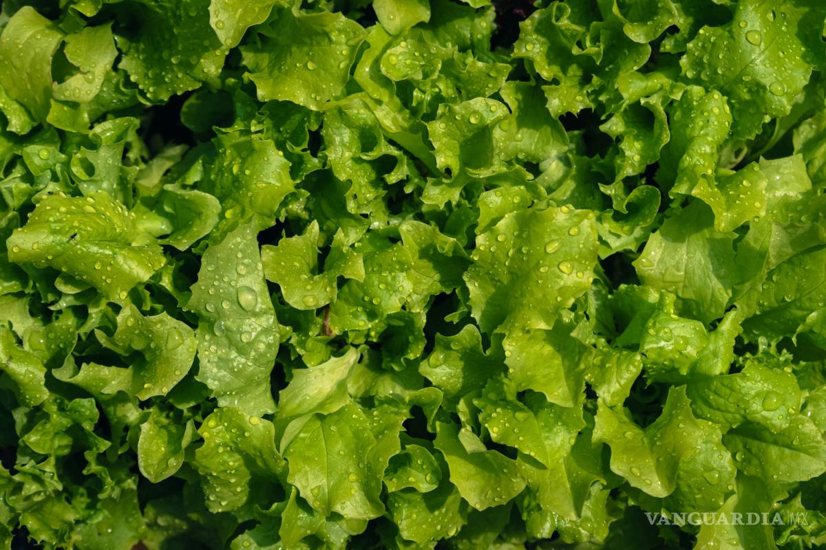 $!FDA detecta cyclospora en instalaciones de Taylor Farms, en Guanajuato, vinculadas a brote en EU