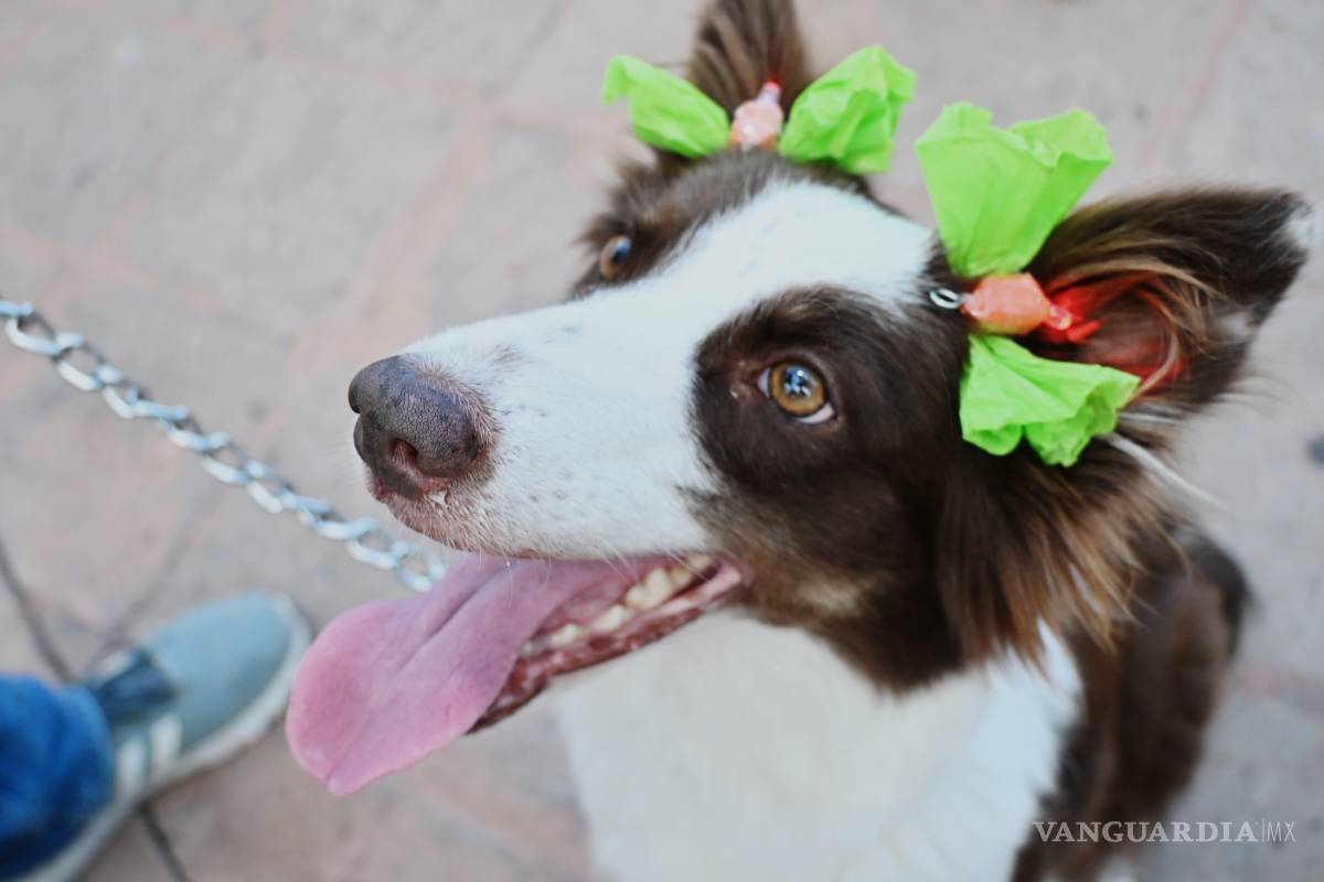Fiesta canina en Ciudad Frontera: música, baile y solidaridad por los animales
