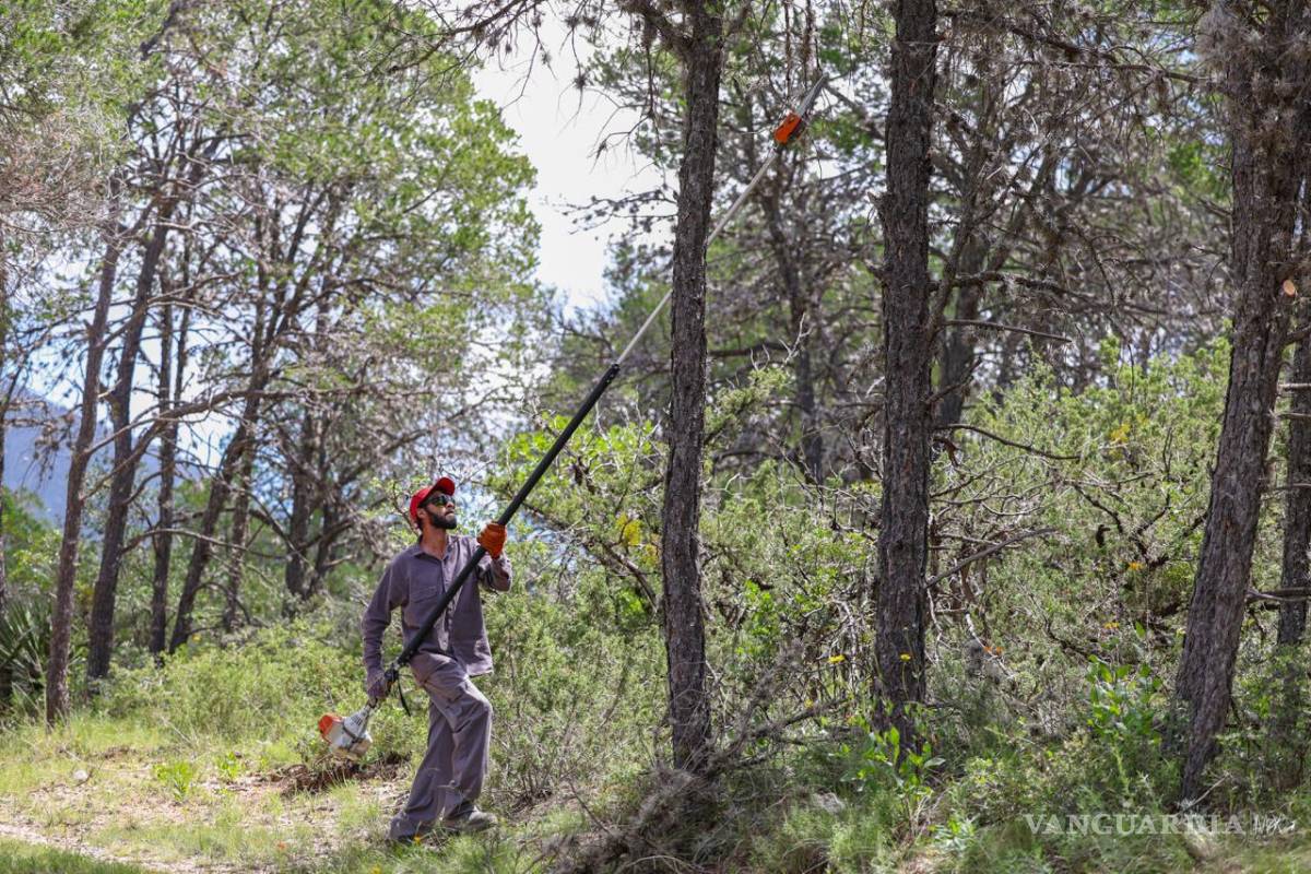 $!El programa incluye el control de la Heno Motita, planta que afecta la fotosíntesis y debilita los árboles de la región.