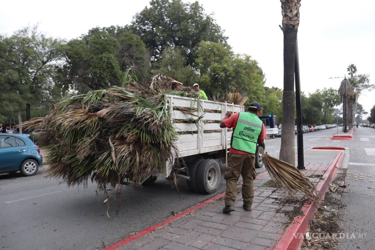$!Las cuadrillas municipales retiran maleza y hojas secas de una palmera en el camellón de la calle Guillermo Purcell, en el Centro Histórico.