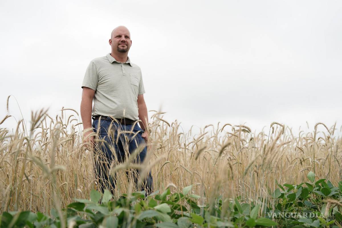 $!El granjero Brad Wetli usa el centeno como cultivo de cobertura para la soja, que ayuda a mantener la salud del suelo y almacena carbono.