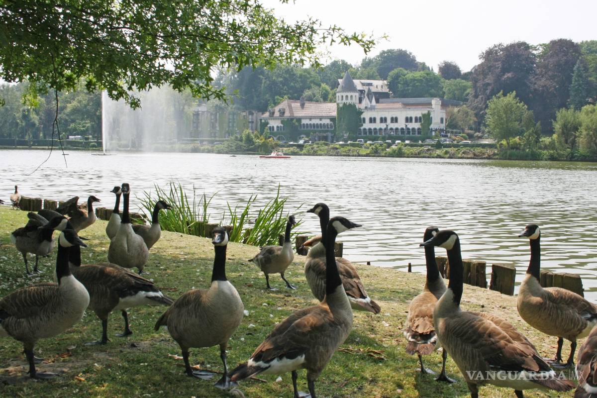 $!Valonia en Bélgica te ofrece un tesoro acuático, paisajes fabulosos y exquisita gastronomía
