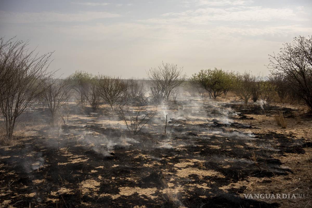 $!La ola de calor también ha provocado incendios en zonas verdes, agravando la sensación.