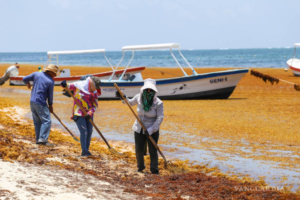 $!Sargazo se apila en orilla de las playas caribeñas de México
