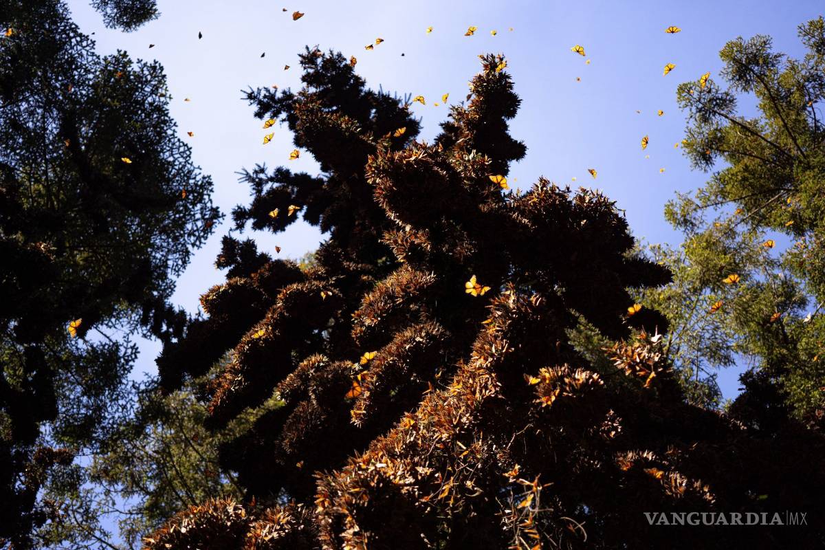 $!Población de la mariposa monarca disminuye 26% en México