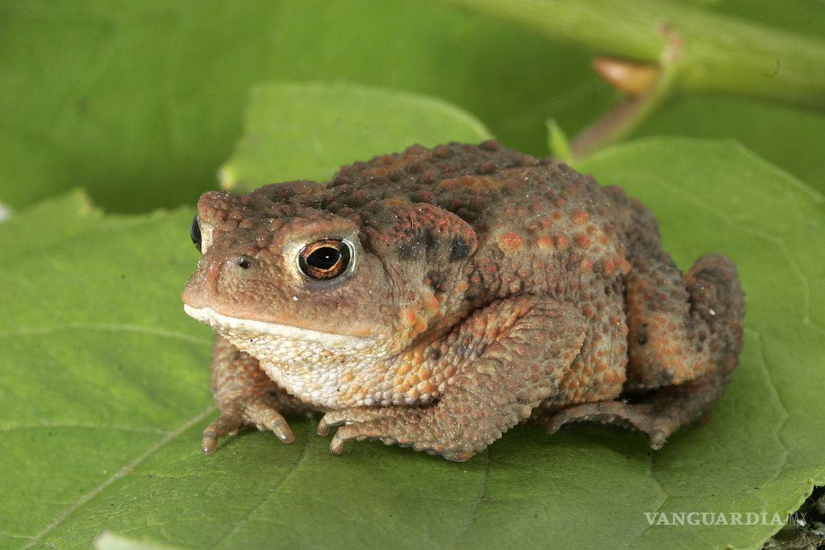 Científicos buscan remedio contra la gripe en la piel de los sapos