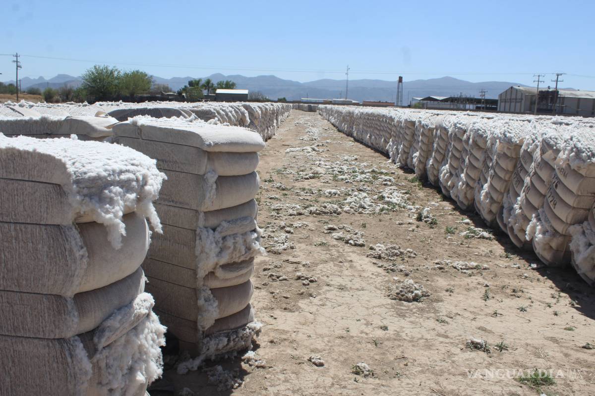 Algodoneros piden les salven producto dañado