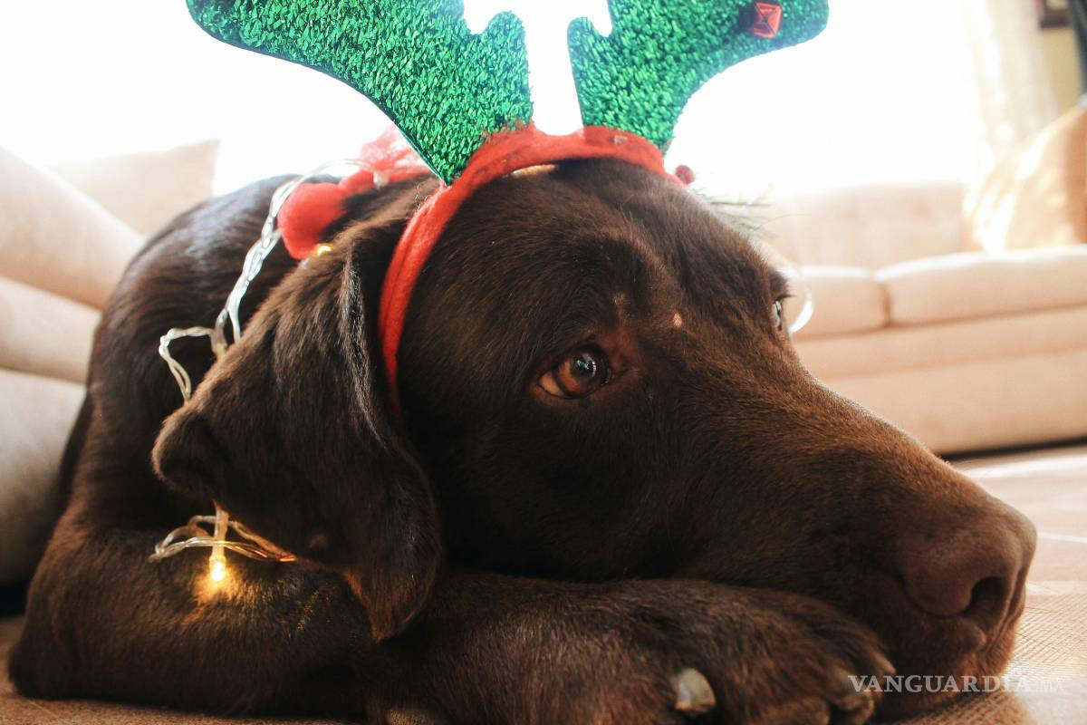 $!Es importante pedir a invitados y familiares que no les den comida sin autorización.