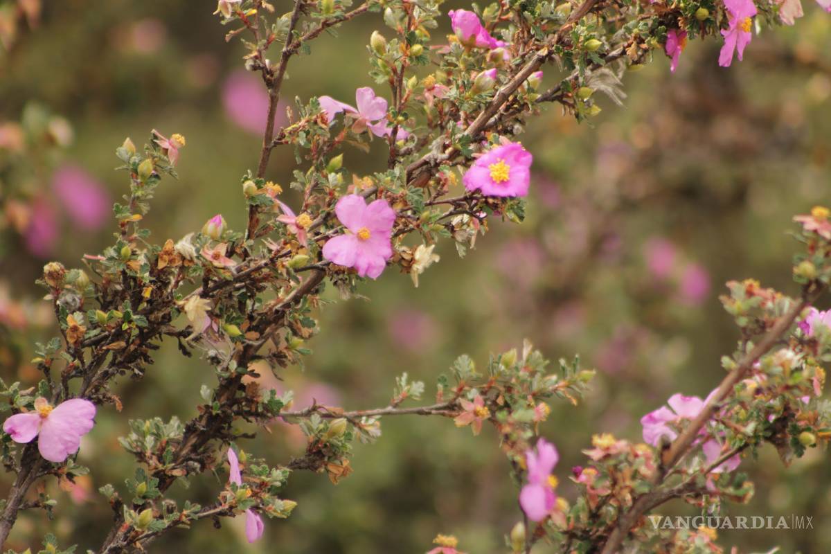 $!El camino del cuatro: cruzando Zapalinamé como hace 100 años