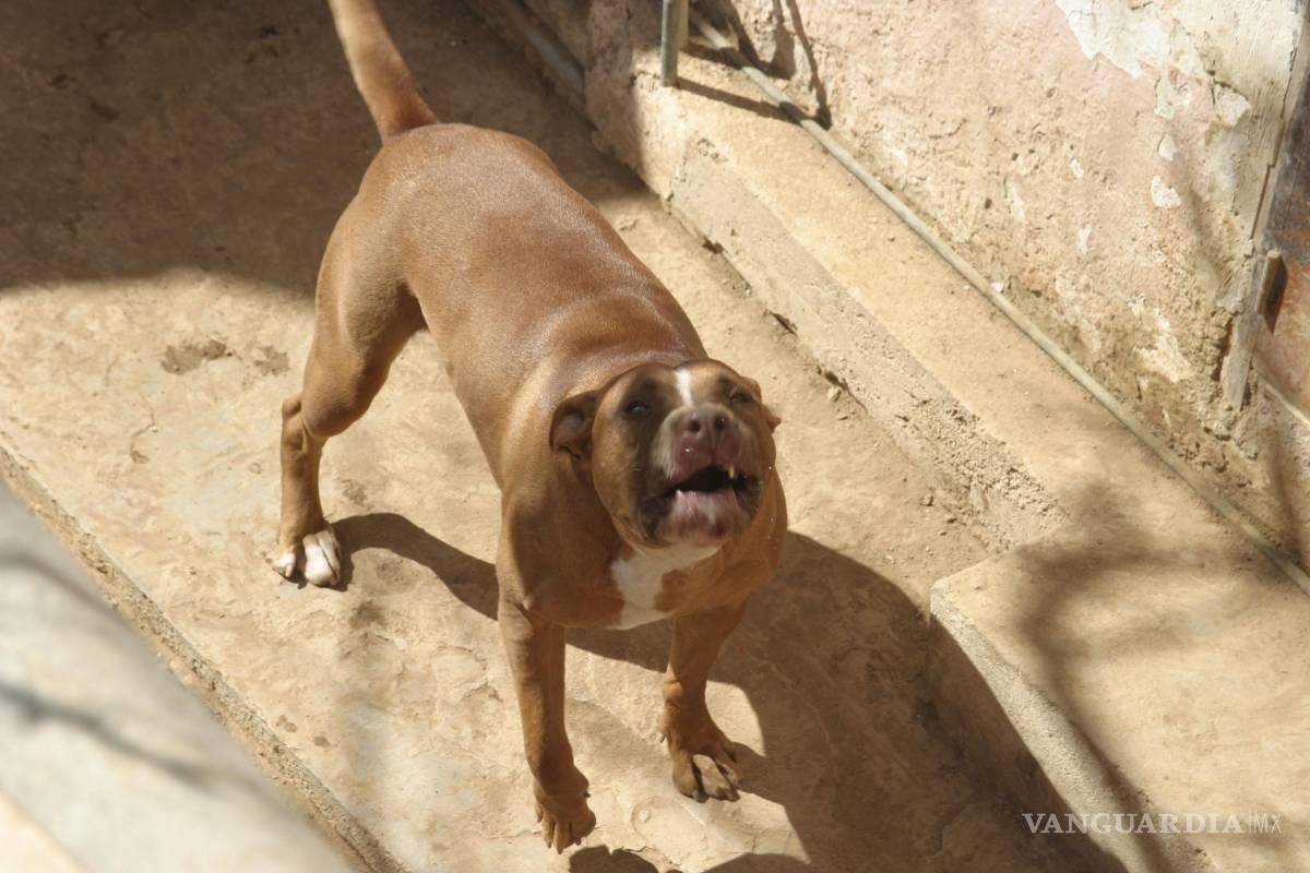 $!Ataque de pitbull deja al borde de la muerte a bebé en Saltillo