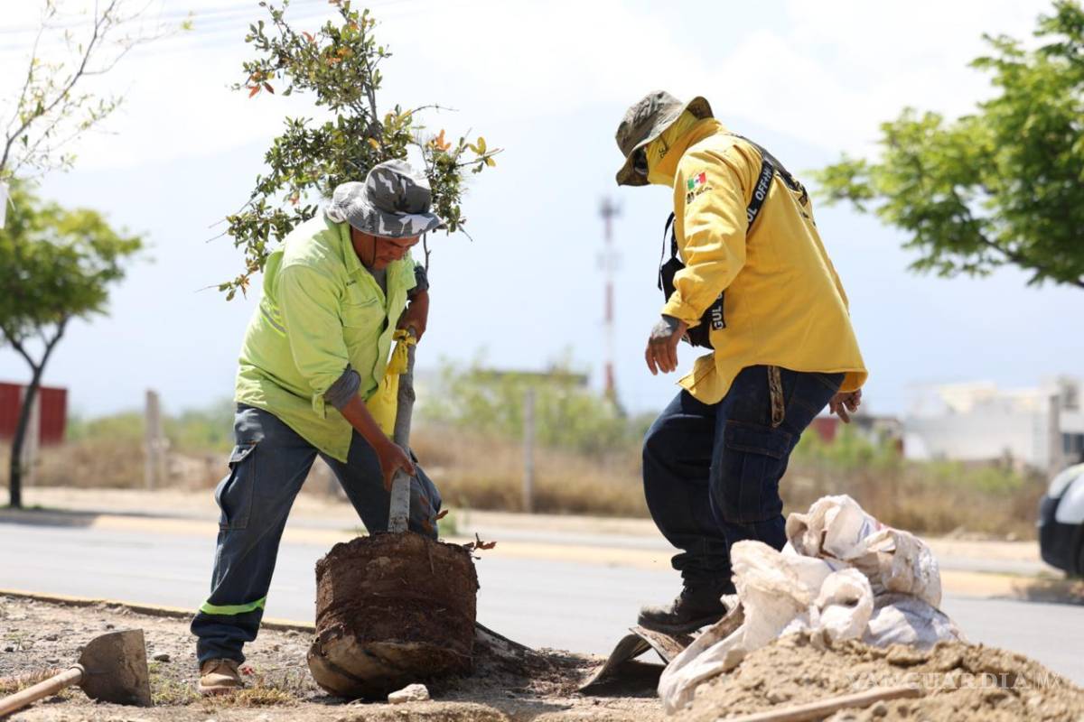 $!Personal operativo lleva a cabo excavaciones y siembra de árboles en distintos puntos de la ciudad.