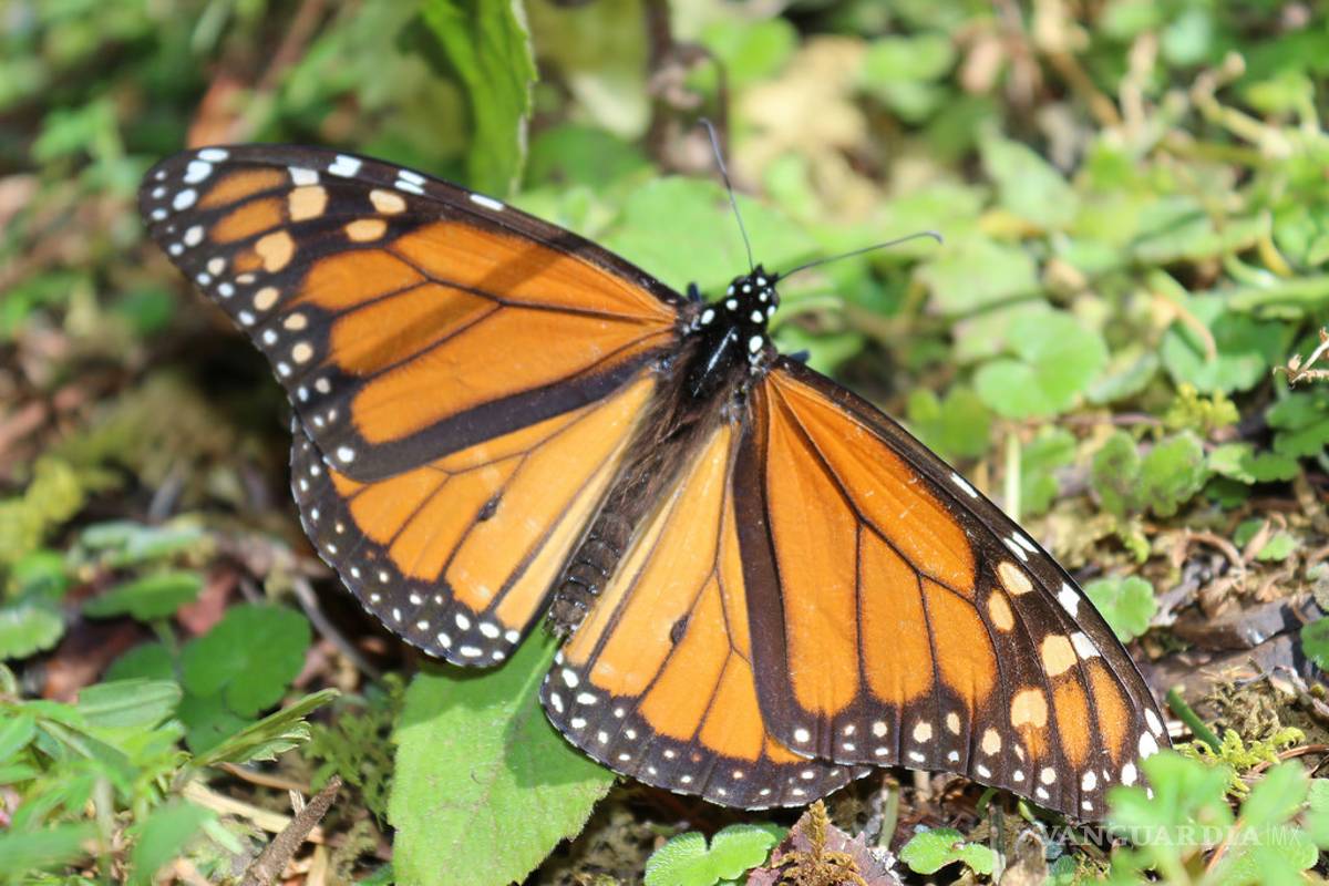 Diseñan sistema computacional para protección de la mariposa monarca