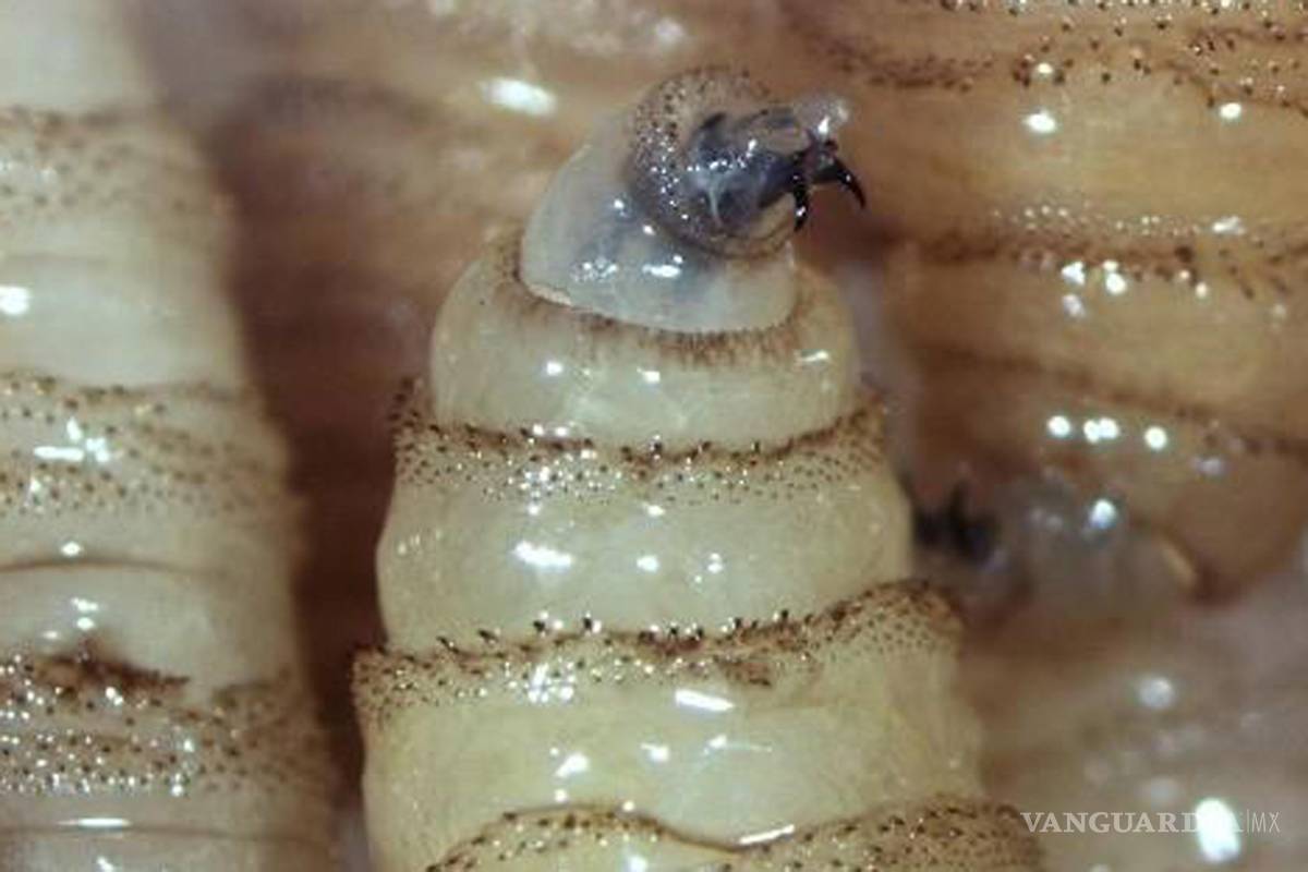 Gusano barrenador amenaza a especies; bovinos, equinos, aves y todo tipo de mascotas en peligro