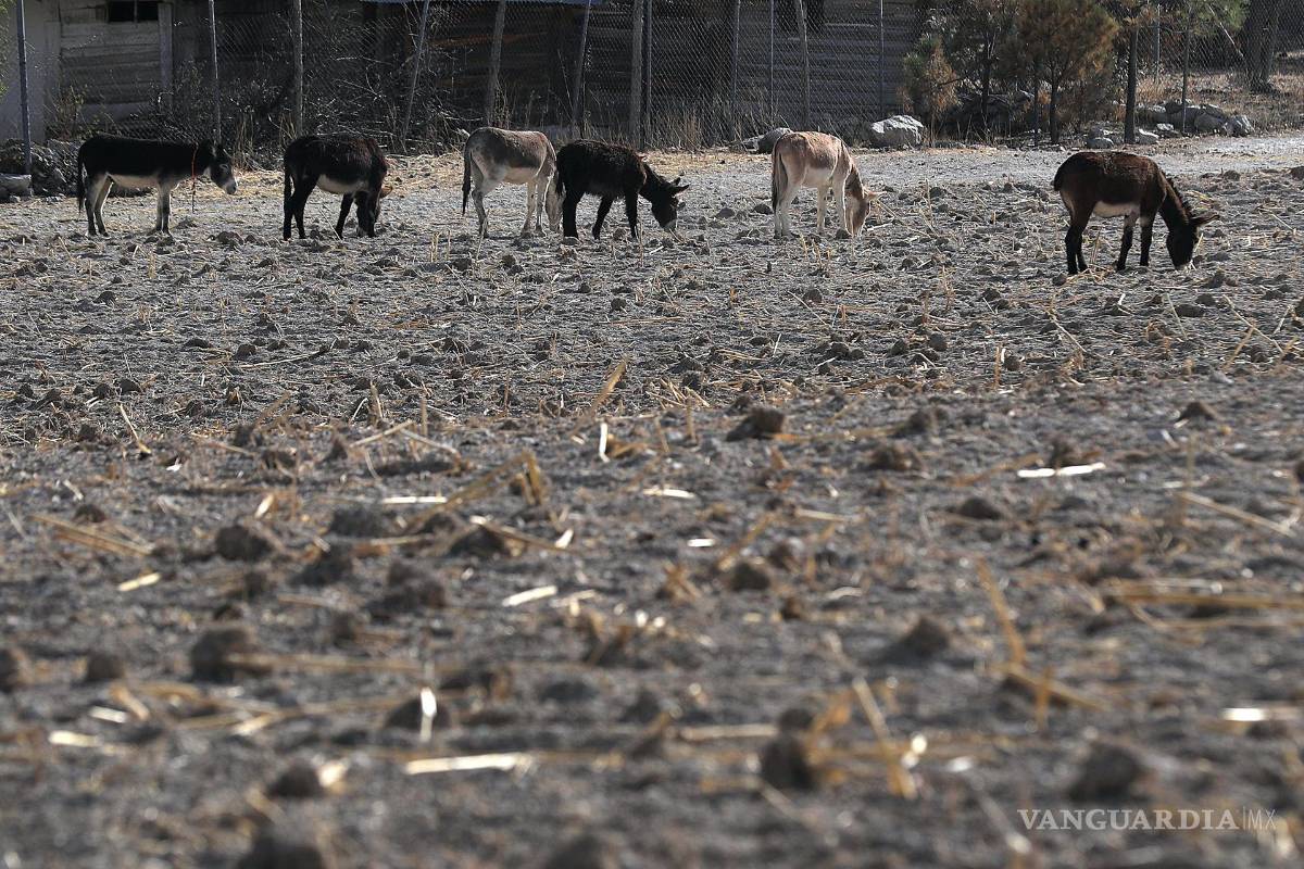 $!“Los impactos de la sequía afectan de manera desproporcionada a las poblaciones vulnerables, a agricultores de subsistencia y agro-pastores”, apunta Smith