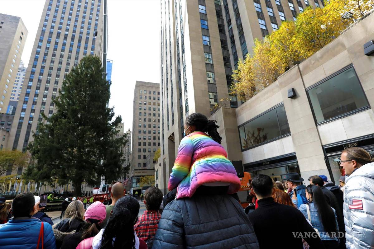 $!Los neoyorquinos dieron la bienvenida al esperado árbol del Rockefeller Center