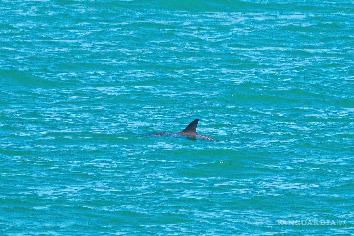 Observación de 13 vaquitas marinas en México, es reflejo del éxito en su conservación, según Sea Shepherd