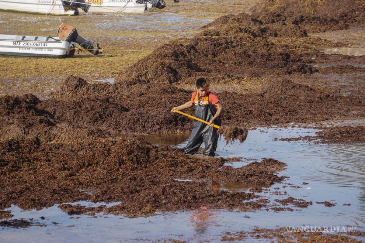 $!Esta mega alga al descomponerse emite un ácido sulfhídrico que en cantidades menores de este gas produce un olor como a ‘huevo podrido’.