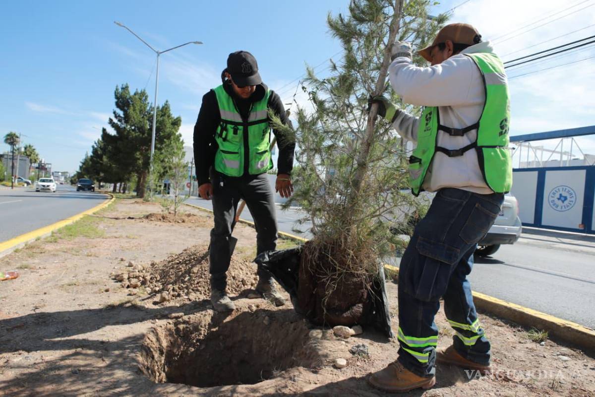 $!El programa Bosques Urbanos Lineales busca fortalecer las áreas verdes de Saltillo.