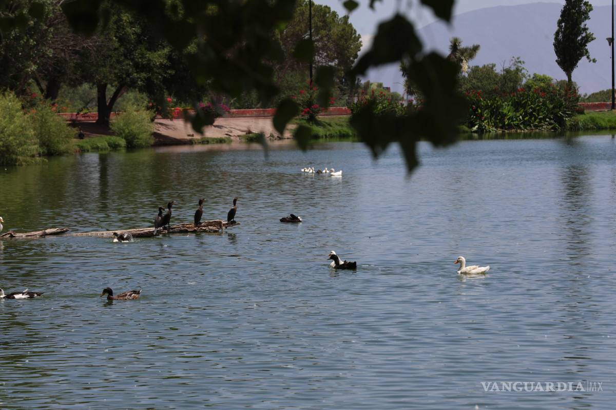 $!Autoridades aseguran que el lago no presenta condiciones insalubres ni enfermedades.