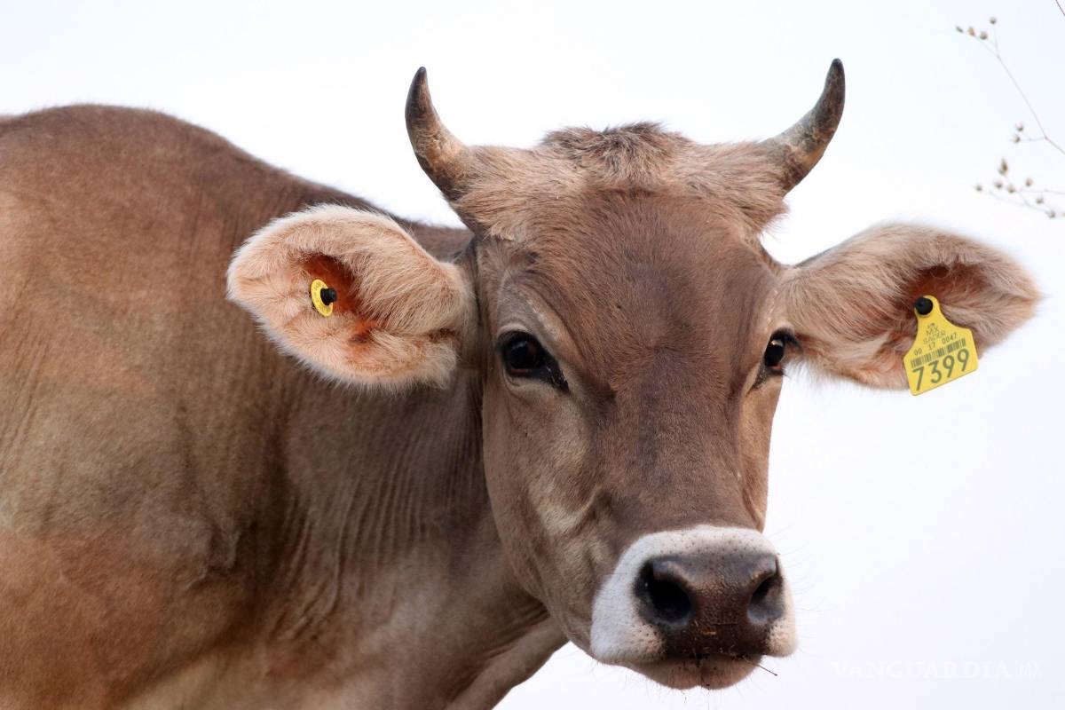 Coahuila, entre las entidades con mayor crecimiento económico: Inegi