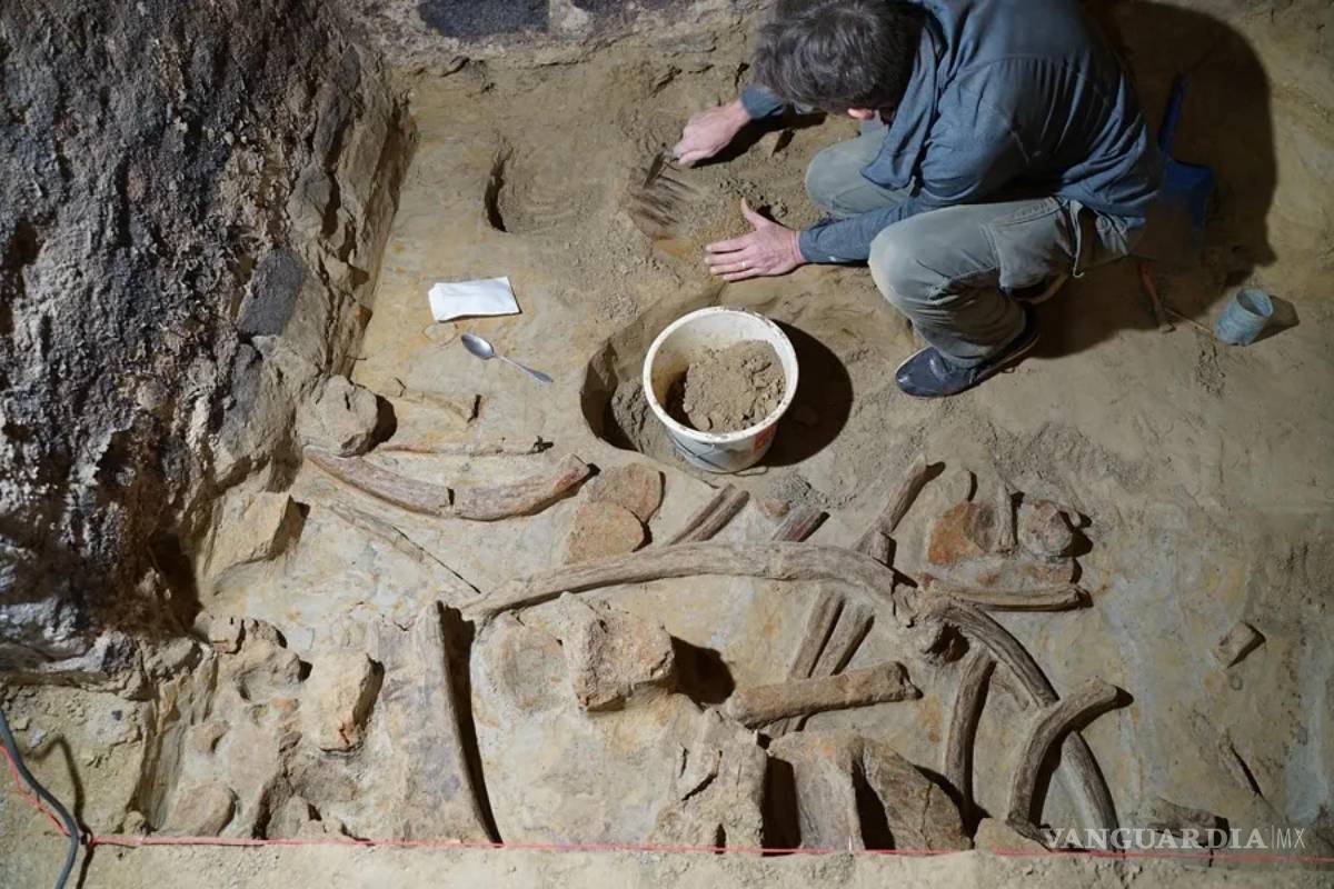 $!Expertos del Instituto Arqueológico Austriaco trabajan con huesos de mamut de hasta 40,000 años de antigüedad encontrados en una bodega en Austria.