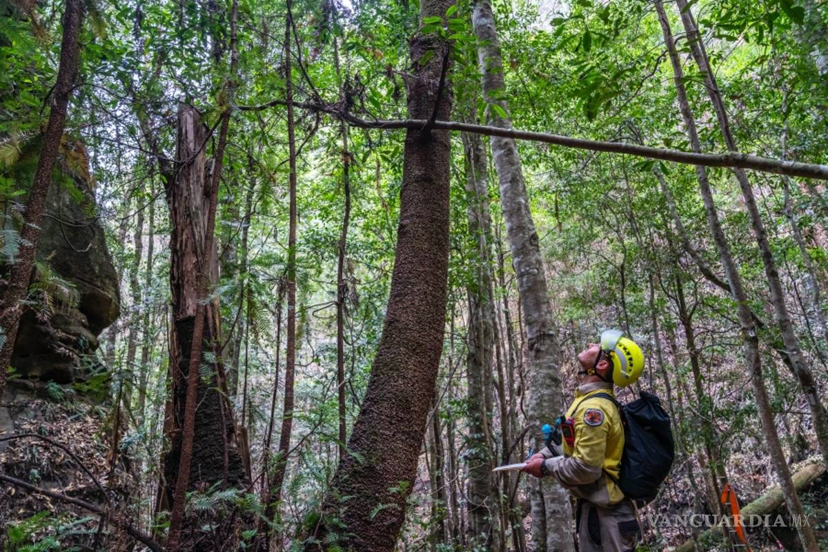 Bomberos australianos rescatan el último árbol prehistórico que queda en el mundo