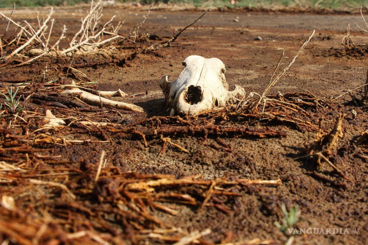 $!Ninguna parte del territorio coahuilense quedó libre de sequía: nueve municipios reportaron condiciones severas y once se encontraron en nivel moderado.