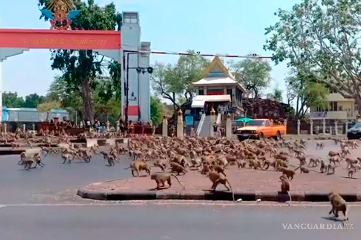 Monos pelean a muerte por un plátano, coronavirus 'espantó' a turistas