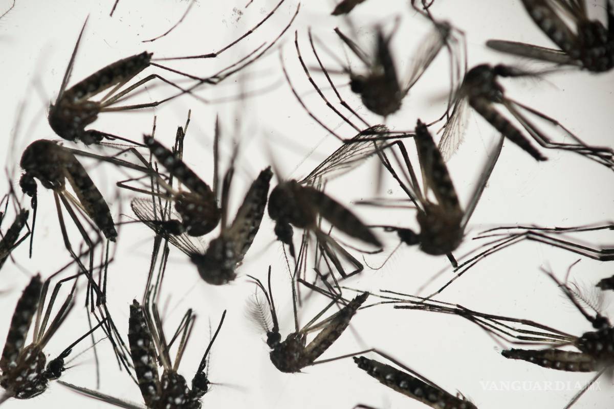Canadá reporta cuatro infectados por virus zika