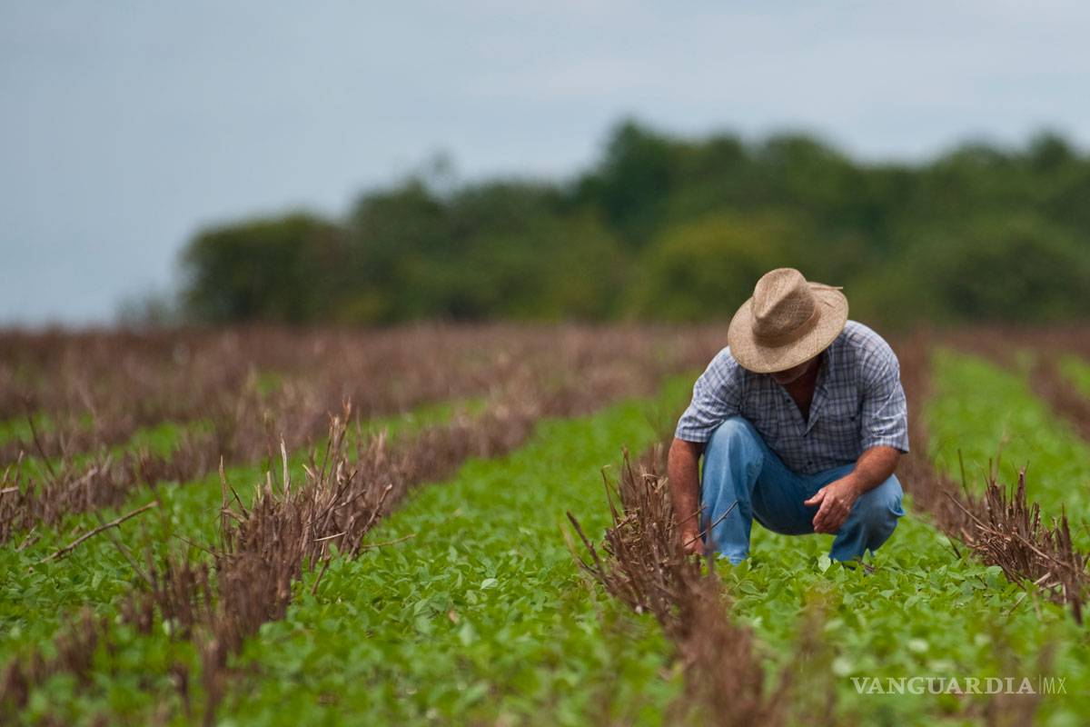 Se ‘prenden’ las alarmas en el sector agrícola, incentivos de AMLO dejan fuera a grandes productores