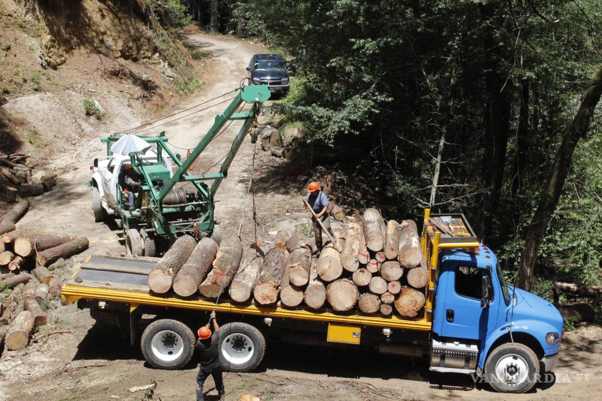 CJNG y Cártel de Sinaloa controlan la industria pesquera y maderera entre México y China