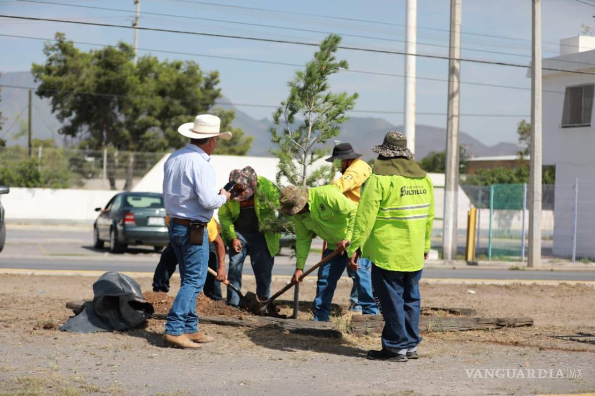 $!El programa Bosques Urbanos Lineales reforzó la reforestación con la plantación de Pino Eldarica en el bulevar Isidro López Zertuche.
