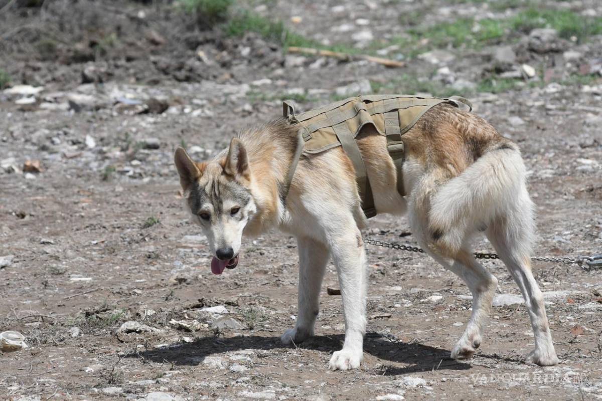 $!Baloc, el lobo mexicano que busca a Lluvia Estefanía en Ramos Arizpe
