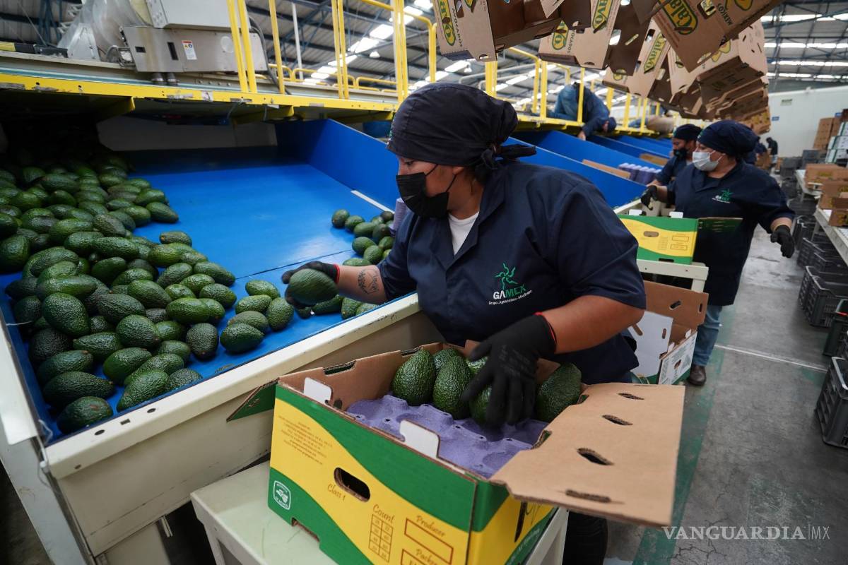 Dialogarán para reactivar exportación de aguacate