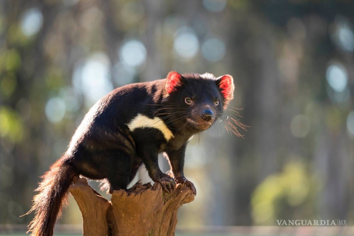 Regresa el demonio de Tasmania a Australia 3 mil años después