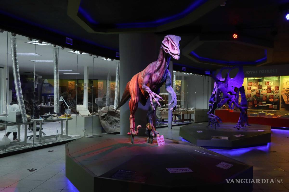 Se suma UNAM a estudio de plantas fósiles de hace 73 millones de años en el MUDE