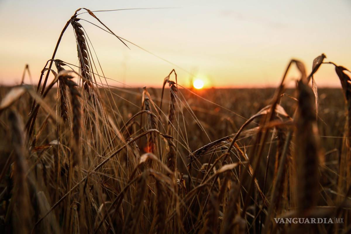 Suspende Rusia el acuerdo para exportar grano ucraniano a través del mar Negro