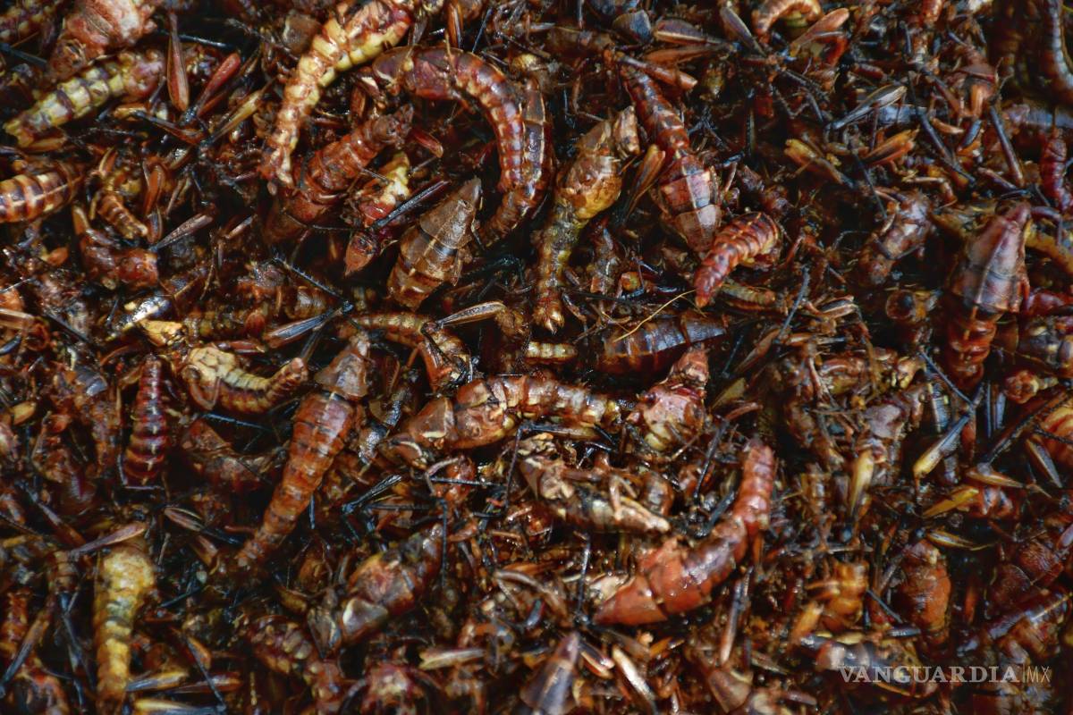 Chapulines y tunas en Saltillo: sabores del sur (Oaxaca) que conquistan el norte