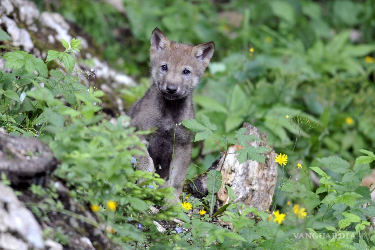 $!Hace unos 50 años, en Estados Unidos se descubrió que, si una persona imitaba el aullido del lobo, los más jóvenes lobeznos le respondían rápidamente.