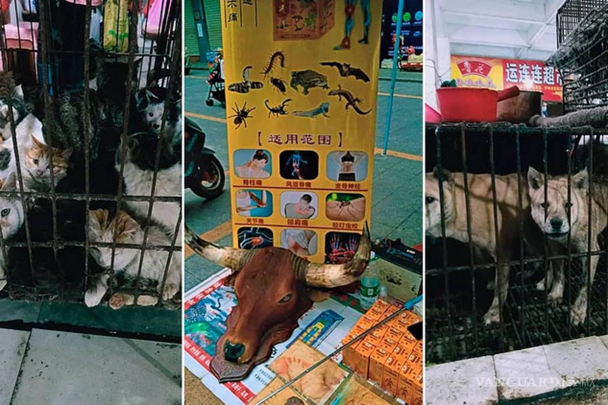 En China siguen vendiendo murciélagos... y perros, gatos y otros animales para comer